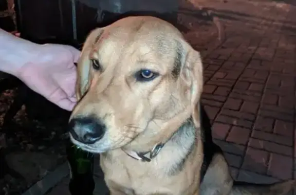 Найдена собака в парке Дельфин, Воронеж