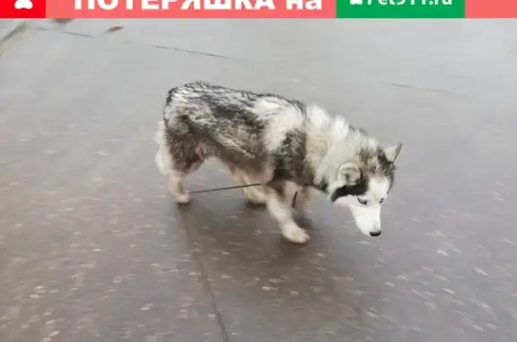 Найдена собака в Шуе, Ивановская обл.