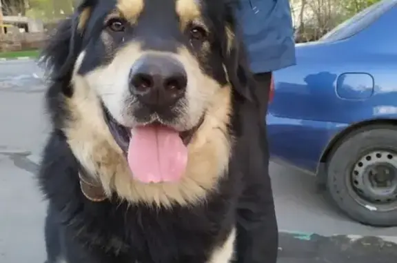 Найдена собака в районе Новокосино, Москва