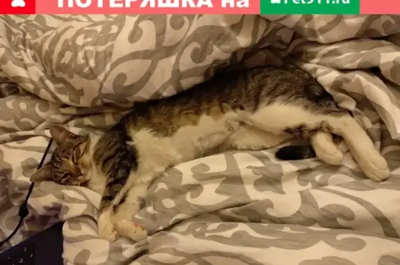 Найдена кошка на Новочеркасском пр., СПб
