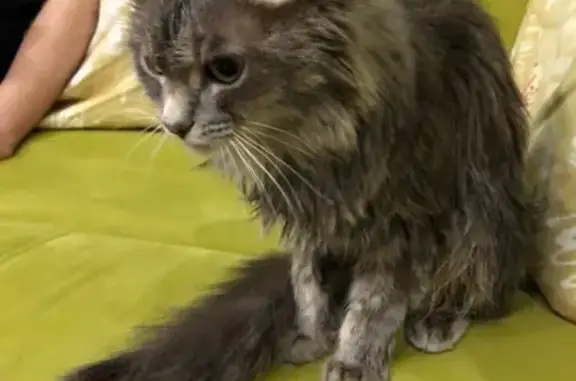 Найдена ухоженная кошка в Тольятти