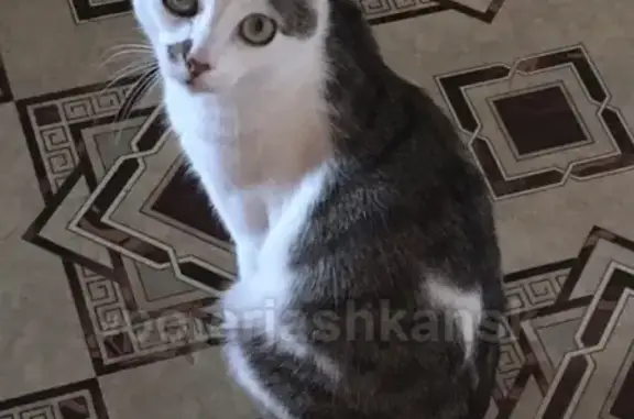 Кошки потеряшки, Новосибирск, фото: Потеряшка кошка Тимон, ул. Петухова 146, Новосибирск