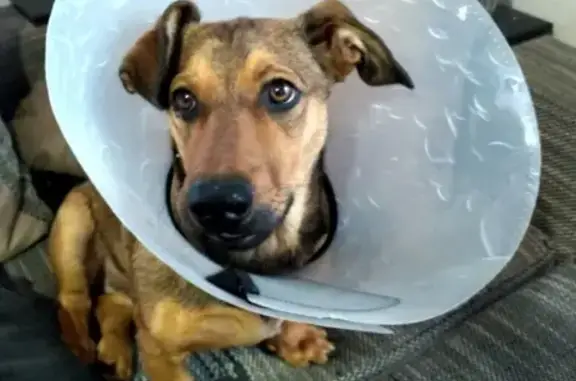 Собаки потеряшки, поселок городского типа Зуя, фото: Потеряшка собака Рокки в поселке Зуя, Крым.