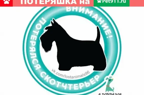 Пропала скотчтерьер Ева в Н-Тагиле (Иркутская, 15-1)