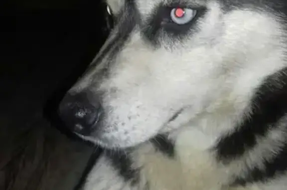 Найдена собака в Ижевске без ошейника