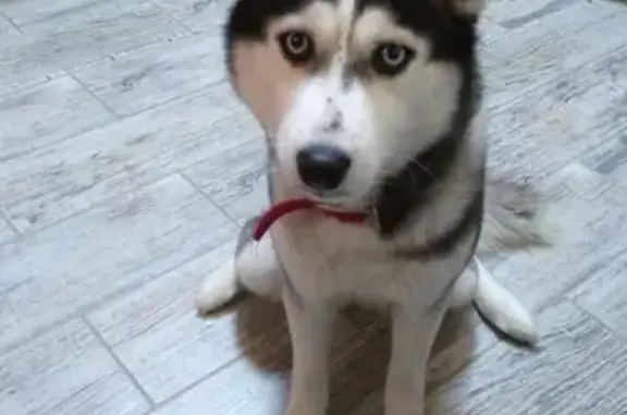 Потерянные животные Сургут, фото: Пропала собака в Ханты-Мансийске, откликается на кличку Юта