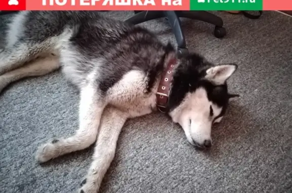 Найдена собака, Барнаул, фото: Хаски найдена на улице Монтажников, 8