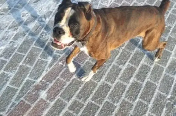 Пропала собака в районе Олимпийского парка, Тамбов.