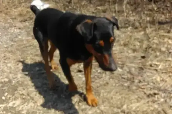 Собака Немецкий Ягдтерьер найдена в Хабаровском районе.