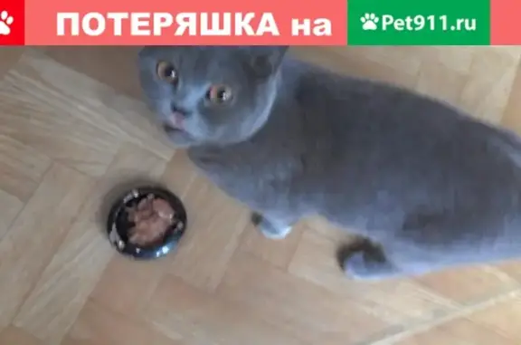 Найдена домашняя британская кошка в Новокузнецке