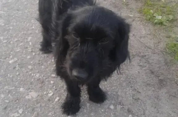 Найдена собака в Брянске с ошейником
