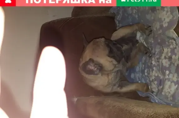 Пропала собака в Димитровграде, Ульяновская обл.