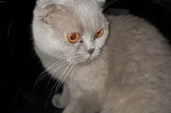 Найдена шотландская кошка во Фрунзенском районе г. Владимир.