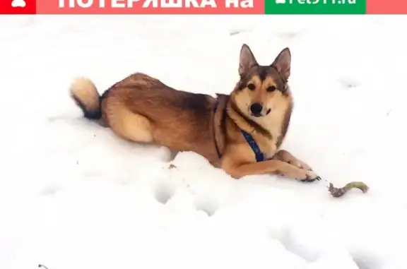 Пропала собака в Егорьевске #ПЕ_потерян