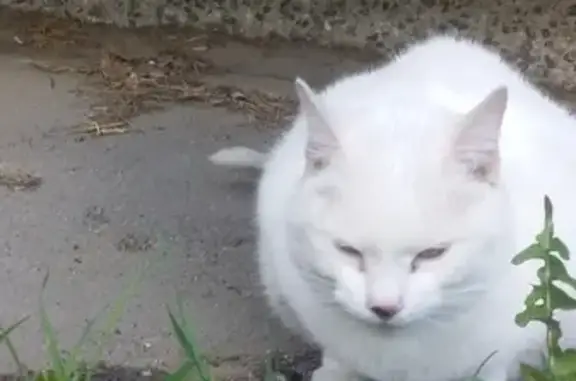 Найдена кошка на Рыбинской 32 в Череповце