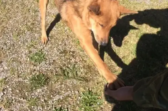 Найдена собака в Дементьево, ищем хозяина!