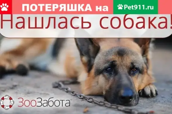 Найдена собака на ул. Суворова