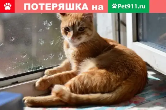 Пропала кошка на ул. Галины Петровой 14, Туапсе