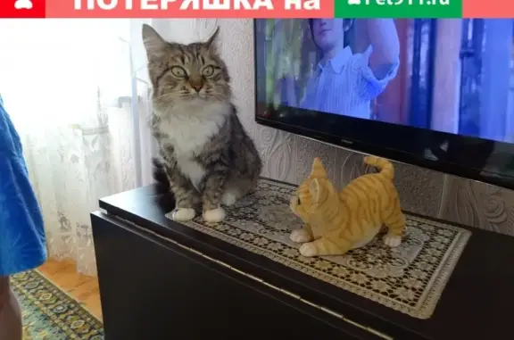 Найдена кошка в Астрахани