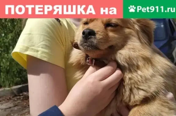 Собака найдена в Волгодонске, Ростовская обл.