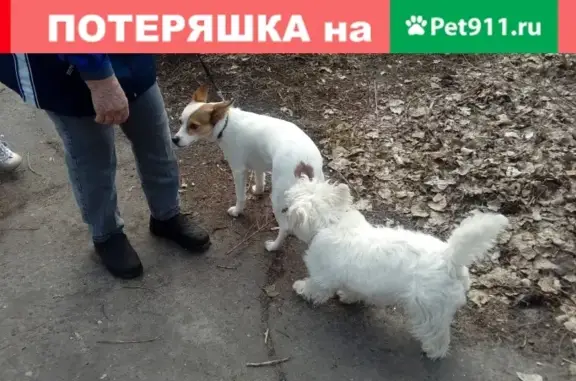 Пропала собака в Воронеже, вознаграждение!