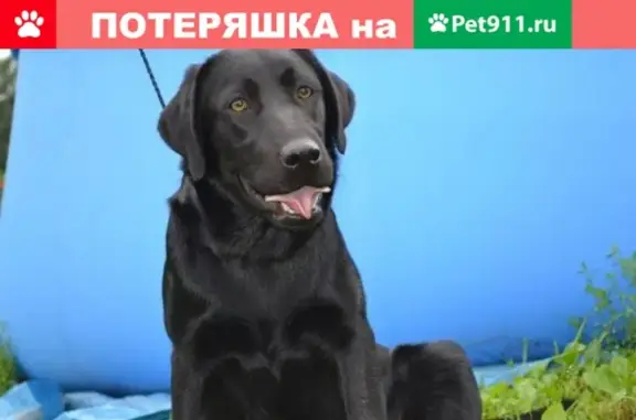 Найдена собака Девочка лабрадор черная в Мурманске