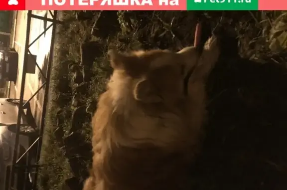 Найдена собака на Урицкого 27к2 в Ярославле