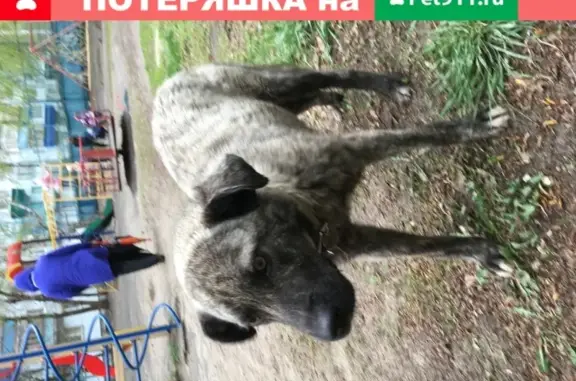 Потерянный малыш: найдена собака на Гагарина 43