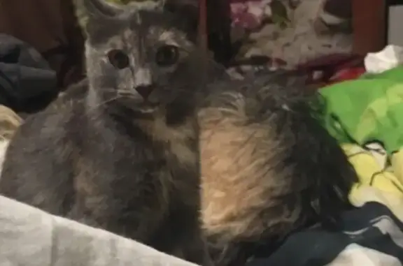 Кошки потеряшки, Москва, фото: Потеряшка кошка Ася на Болотниковской, Москва