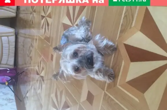 Найдена собака на Вишнякова, Краснодар