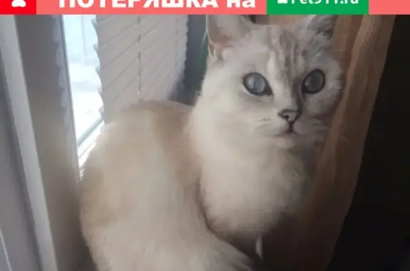 Кошки потеряшки, Набережные Челны, фото: Потеряшка кошка в Набережных Челнах, дом 51/04