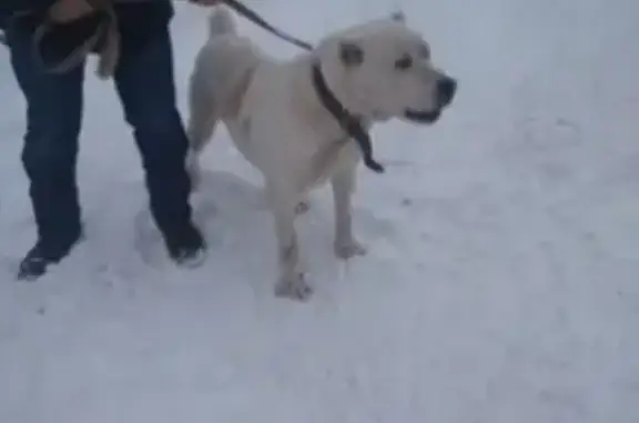 Пропала собака Миша в Орловке, Набережные Челны