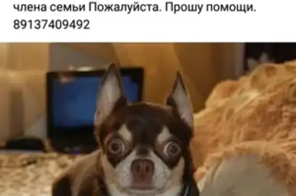 Пропала собака на улице Аэропорт, Новосибирск.