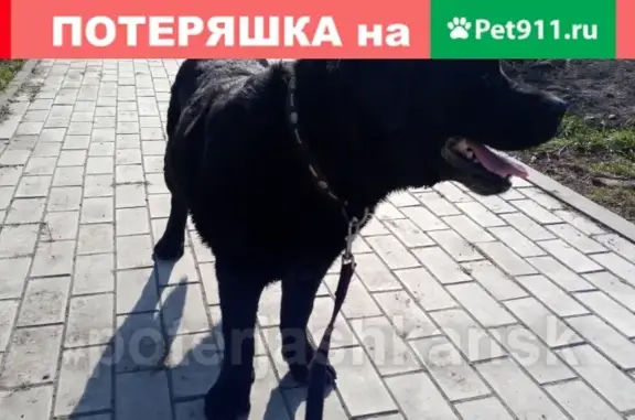 Найден черный лабрадор в ЖК Матрешкин двор, Новосибирск