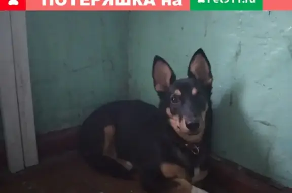 Найдена собака на Улице Можайской в Калининграде