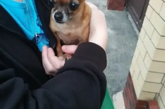 Найдена ласковая собака в Ставрополе на улице Лазо