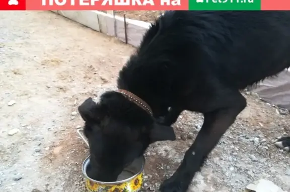 Найдена собака на Минском шоссе в Краснознаменске