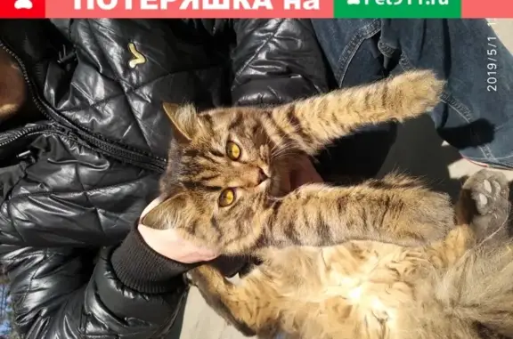 Ласковая кошка найдена на ул. Мира, Мытищи