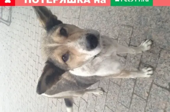 Найдена собака у Subway на Республики 8А
