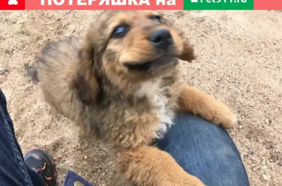 Собака найдена на Зелёной улице, деревня Максимовка, Московская область