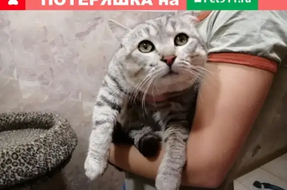 Найдена кошка Метис британца или шотландского кота на Котляковском кладбище, Москва