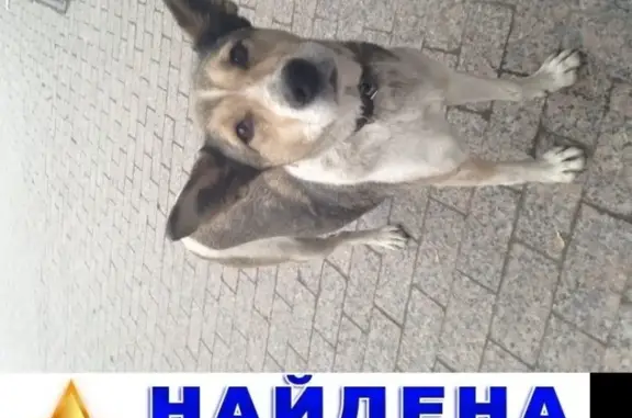 Найдена собака у Subway на Республики 8А в Тюмени