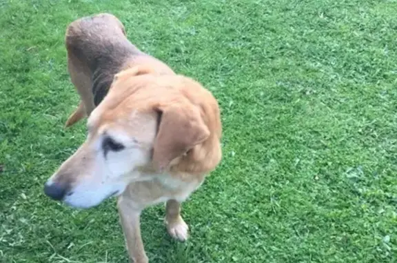 Найдена собака в деревне Соловарово