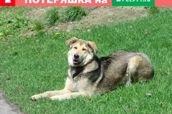Найдена собака в Воронежском центральном парке