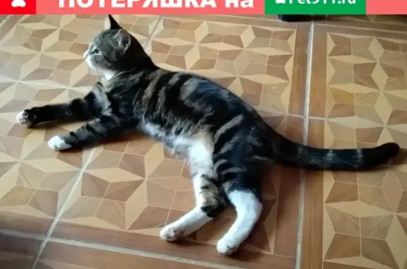 Пропала кошка в Аннинском г. П. (Ленобласть) 28.04.2019