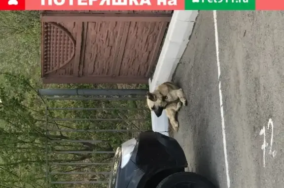 Найдена собака на парковке, пер. Пилотов 18, Брянск