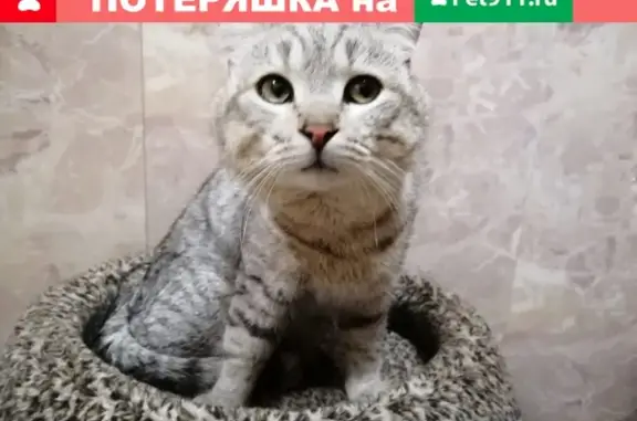 Найден серебристый кот рядом с Котляковским кладбищем