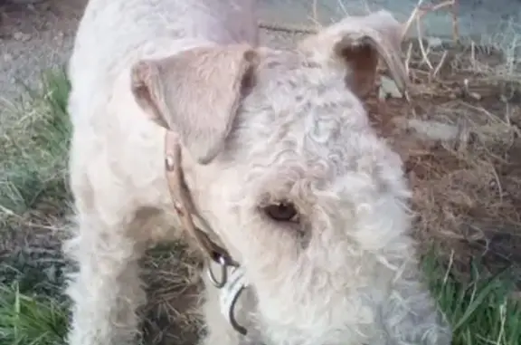 Найдена породистая собака на территории керамзитного завода