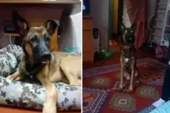 Пропала собака в Новосибирске