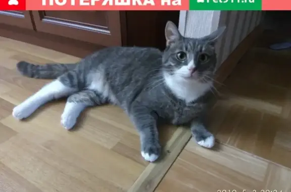 Найден крупный серый кот на ул. Ломоносова, 28А.